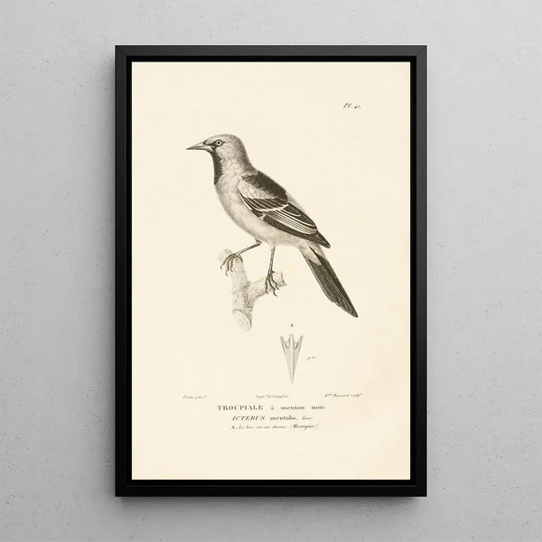 Centurie zoologique Pl41 - René Primevère Lesson — framed artwork on a wall