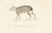 Centurie zoologique Pl. 42 - René Primevère Lesson — artwork view
