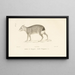 Centurie zoologique Pl. 42 - René Primevère Lesson — framed artwork on a wall