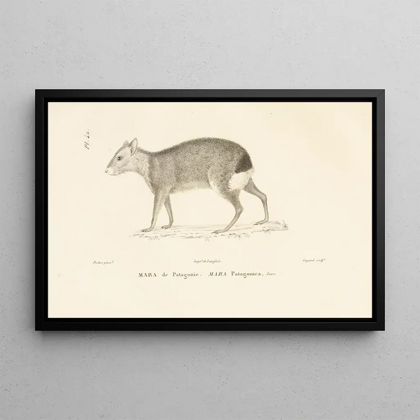 Centurie zoologique Pl. 42 - René Primevère Lesson — framed artwork on a wall