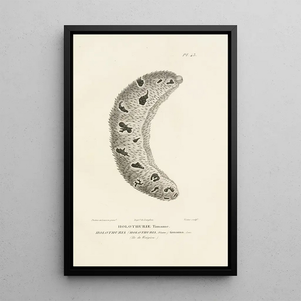 Centurie zoologique Pl43 - René Primevère Lesson — framed artwork on a wall