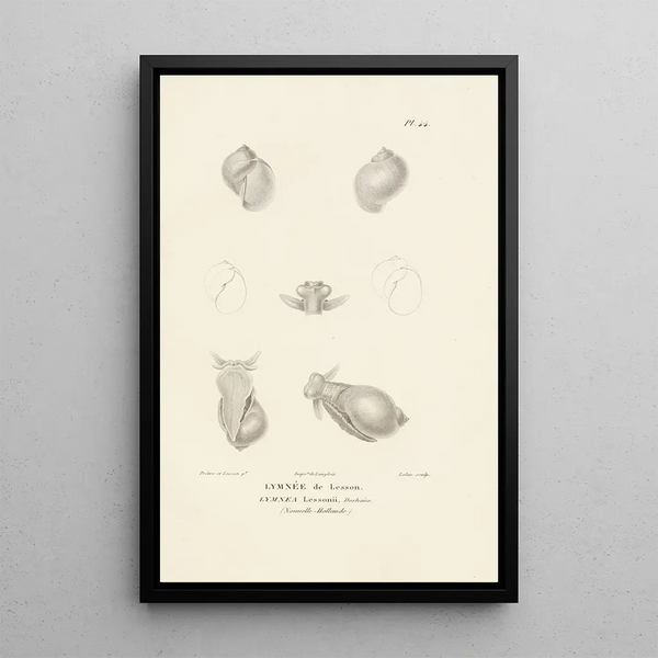 Centurie zoologique Pl44 - René Primevère Lesson — framed artwork on a wall