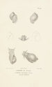 Centurie zoologique Pl44 - René Primevère Lesson — artwork view