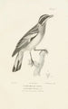 Centurie zoologique Pl45 - René Primevère Lesson — artwork view