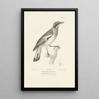 RenPrimevre Lesson - Centurie zoologique Pl45.webp