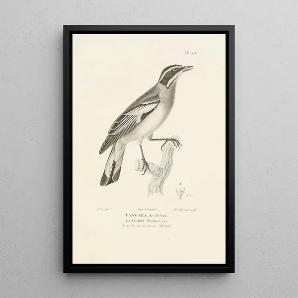 Centurie zoologique Pl45 - René Primevère Lesson — framed artwork on a wall