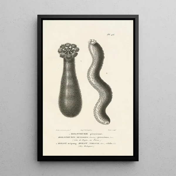 Centurie zoologique Pl46 - René Primevère Lesson — framed artwork on a wall