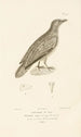 Centurie zoologique Pl47 - René Primevère Lesson — artwork view