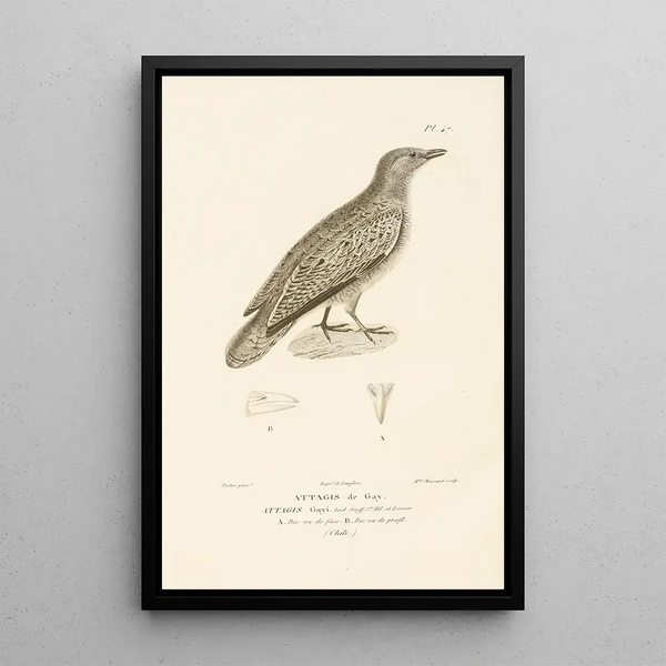 Centurie zoologique Pl47 - René Primevère Lesson — framed artwork on a wall