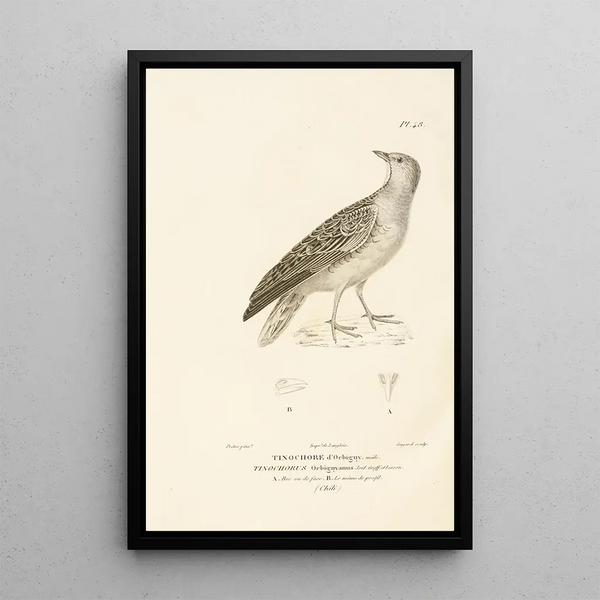 Centurie zoologique Pl48 - René Primevère Lesson — framed artwork on a wall