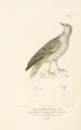 Centurie zoologique Pl48 - René Primevère Lesson — artwork view