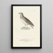 Centurie zoologique Pl50 - René Primevère Lesson — framed artwork on a wall