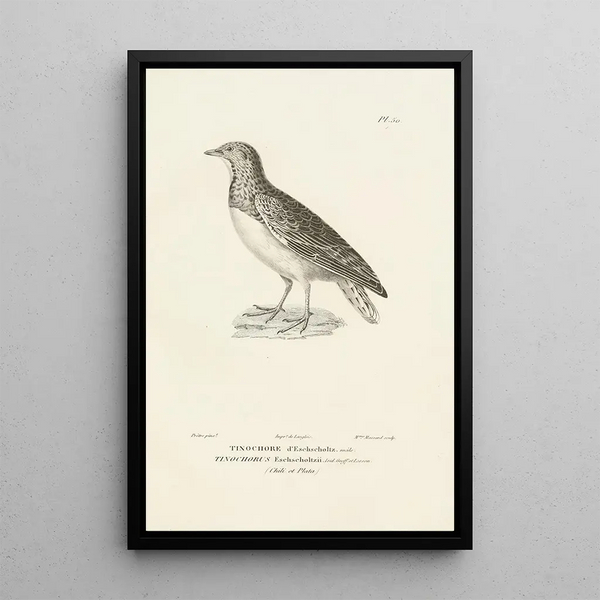 Centurie zoologique Pl50 - René Primevère Lesson — framed artwork on a wall