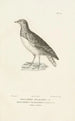 Centurie zoologique Pl50 - René Primevère Lesson — artwork view