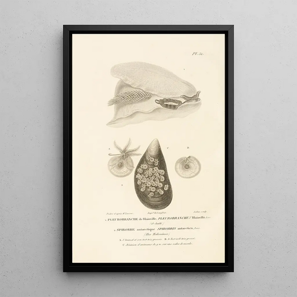 Centurie zoologique Pl51 - René Primevère Lesson — framed artwork on a wall