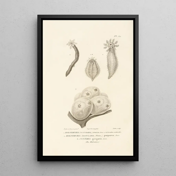 Centurie zoologique Pl52 - René Primevère Lesson — framed artwork on a wall