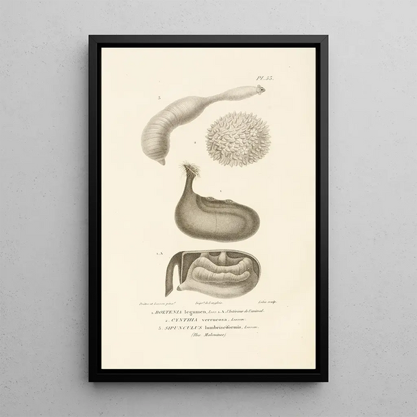 Centurie zoologique Pl53 - René Primevère Lesson — framed artwork on a wall