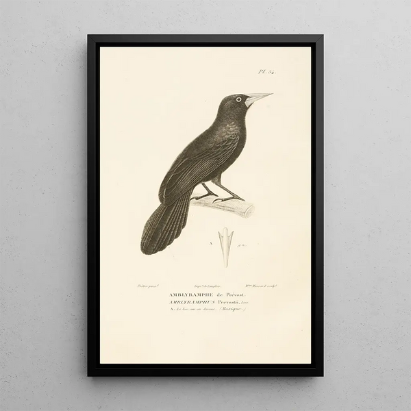 Centurie zoologique Pl54 - René Primevère Lesson — framed artwork on a wall