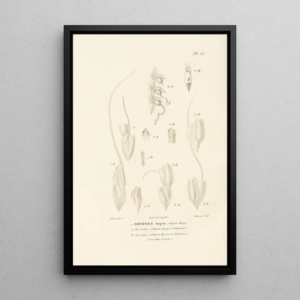 Centurie zoologique Pl55 - René Primevère Lesson — framed artwork on a wall