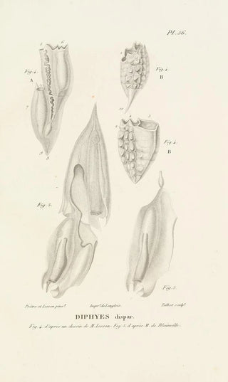RenPrimevre Lesson - Centurie zoologique Pl56.webp
