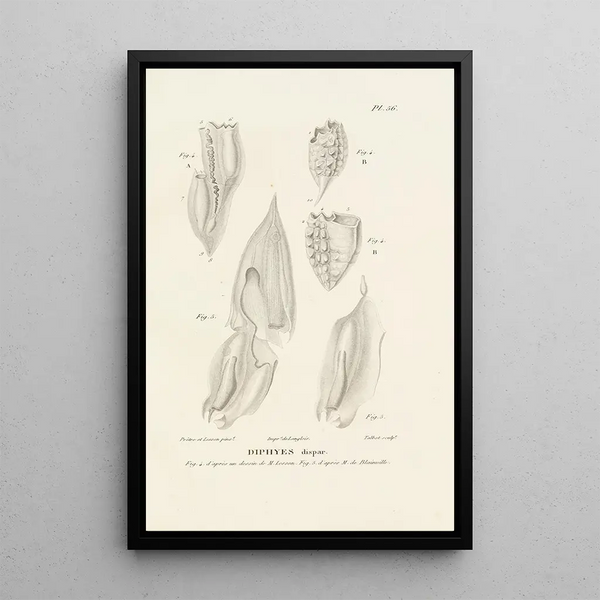 Centurie zoologique Pl56 - René Primevère Lesson — framed artwork on a wall