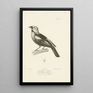 RenPrimevre Lesson - Centurie zoologique Pl57.webp