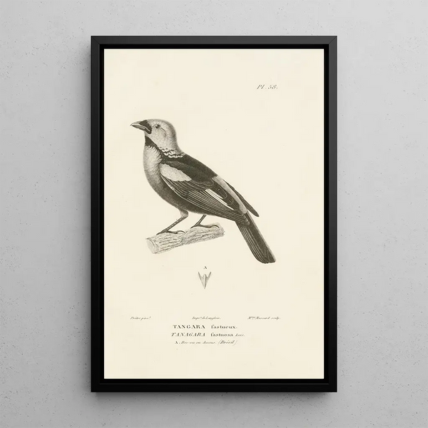 Centurie zoologique Pl57 - René Primevère Lesson — framed artwork on a wall