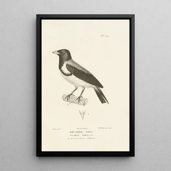 Centurie zoologique Pl58 - René Primevère Lesson — framed artwork on a wall