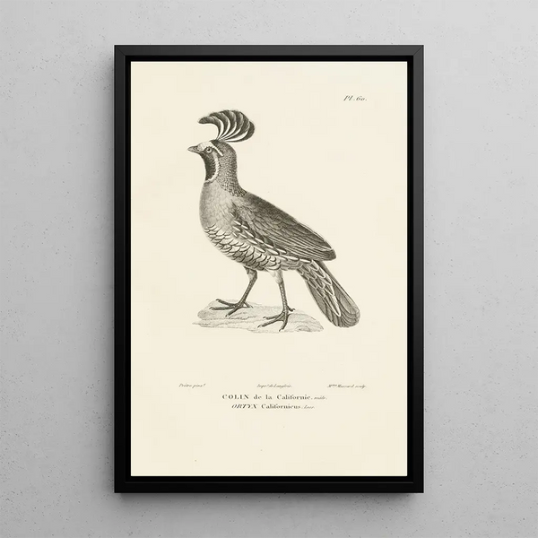 Centurie zoologique Pl59 - René Primevère Lesson — framed artwork on a wall