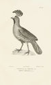 Centurie zoologique Pl59 - René Primevère Lesson — artwork view