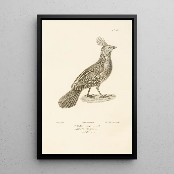 Centurie zoologique Pl60 - René Primevère Lesson — framed artwork on a wall
