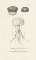 Centurie zoologique Pl61 - René Primevère Lesson — artwork view