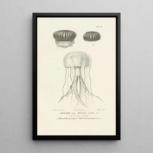 Centurie zoologique Pl61 - René Primevère Lesson — framed artwork on a wall