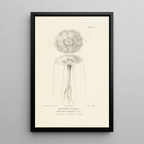 Centurie zoologique Pl62 - René Primevère Lesson — framed artwork on a wall