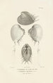 Centurie zoologique Pl63 - René Primevère Lesson — artwork view