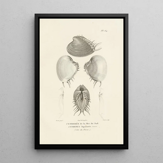RenPrimevre Lesson - Centurie zoologique Pl63.webp