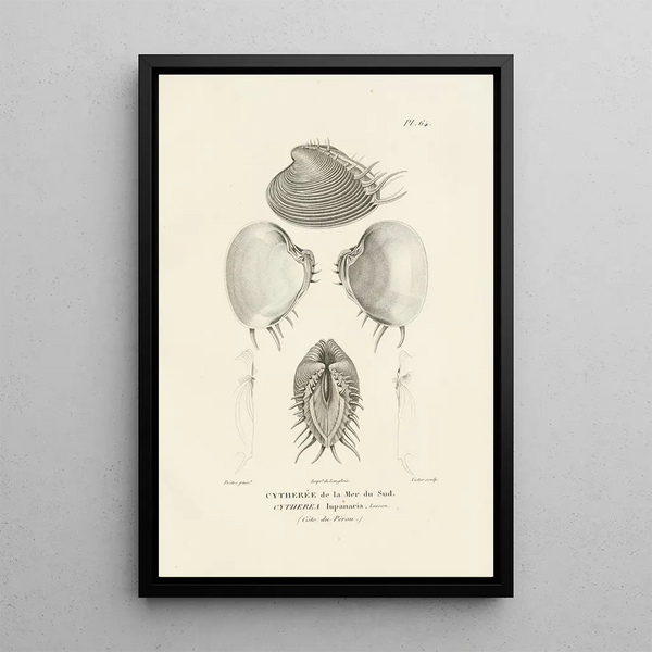 Centurie zoologique Pl63 - René Primevère Lesson — framed artwork on a wall