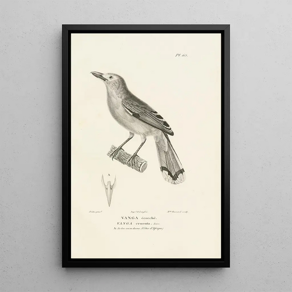 Centurie zoologique Pl64 - René Primevère Lesson — framed artwork on a wall