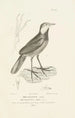 Centurie zoologique Pl65 - René Primevère Lesson — artwork view