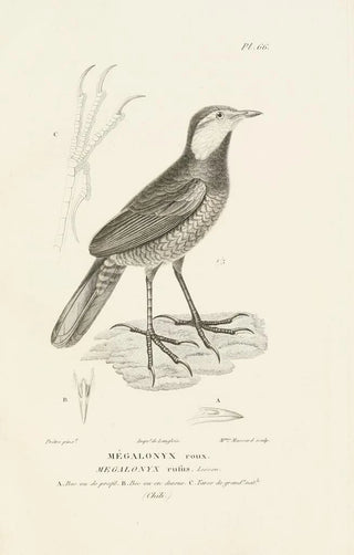 RenPrimevre Lesson - Centurie zoologique Pl65.webp
