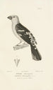 Centurie zoologique Pl66 - René Primevère Lesson — artwork view