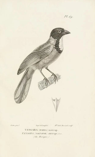 RenPrimevre Lesson - Centurie zoologique Pl68.webp