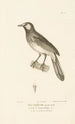 Centurie zoologique Pl74 - René Primevère Lesson — artwork view