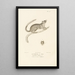 Centurie zoologique Pl75 - René Primevère Lesson — framed artwork on a wall