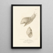 Centurie zoologique Pl76 - René Primevère Lesson — framed artwork on a wall