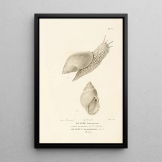 RenPrimevre Lesson - Centurie zoologique Pl76.webp