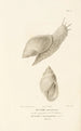 Centurie zoologique Pl76 - René Primevère Lesson — artwork view