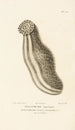 Centurie zoologique Pl77 - René Primevère Lesson — artwork view