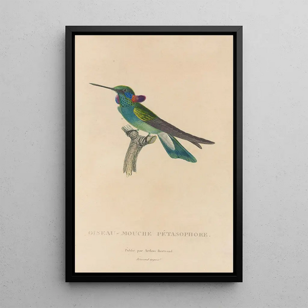 Histoire naturelle des oiseaux-mouches Pl01 - René Primevère Lesson — framed artwork on a wall