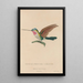 Histoire naturelle des oiseaux-mouches Pl02 - René Primevère Lesson — framed artwork on a wall